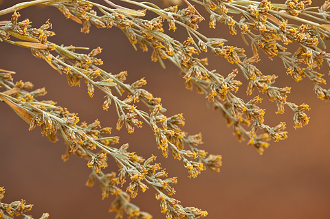 Basin Big Sagebrush (Artemisia tridentata). Zion National Park - October 14, 2010.
