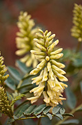 Stinking Milkvetch	(Astragalus praelongus) - Zion National Park
