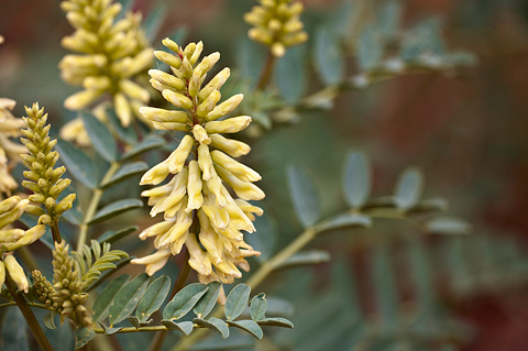 Stinking Milkvetch (Astragalus praelongus). Zion National Park - May 2, 2009.