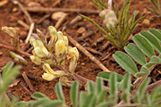 Siler's Milkvetch (Astragalus subcinereus) - Zion National Park