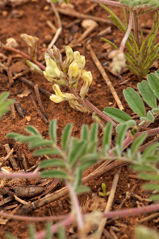 Siler's Milkvetch (Astragalus subcinereus). Zion National Park - June 12, 2010.