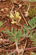 Siler's Milkvetch (Astragalus subcinereus) - Zion National Park