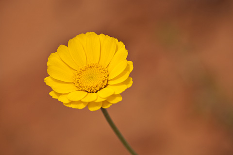 Desert Marigold (Baileya multiradiata). Zion National Park - May 2, 2009.