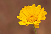 Desert Marigold (Baileya multiradiata) - Zion National Park