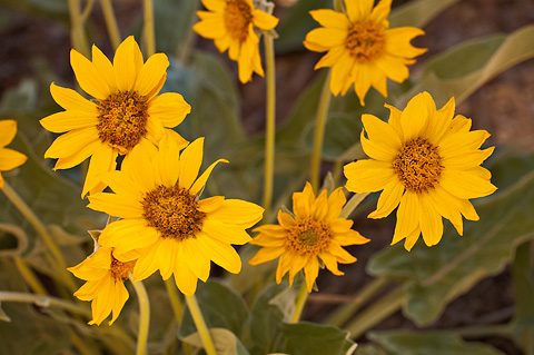 Arrowleaf Balsamroot (Balsamorhiza sagittata). Zion National Park - May 16, 2010.