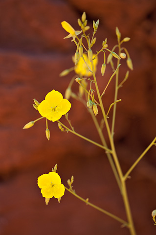 Froststem Suncup (Camissonia multijuga). Zion National Park - May 3, 2009.