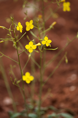 Froststem Suncup (Camissonia multijuga). Zion National Park - May 23, 2009.