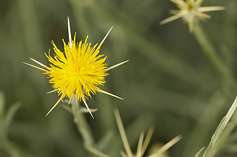 Yellow Star Thistle (Centaurea solstitialis). Zion National Park - July 4, 2010.