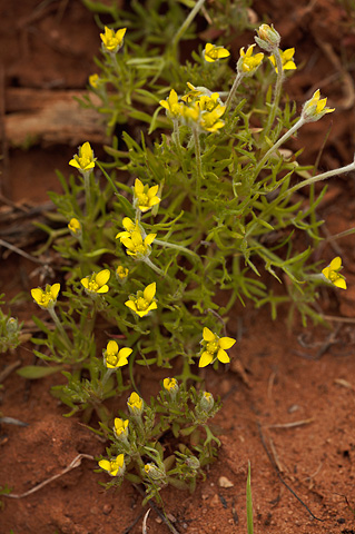 Hornseed Buttercup (Ceratocephala testiculata). Zion National Park - April 2, 2010.