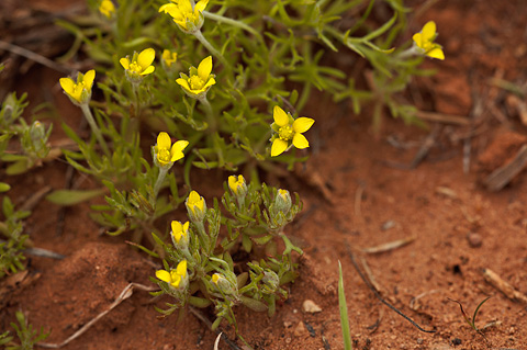 Hornseed Buttercup (Ceratocephala testiculata). Zion National Park - April 2, 2010.