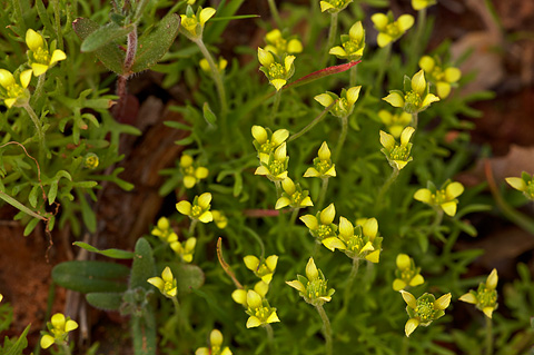 Hornseed Buttercup (Ceratocephala testiculata). Zion National Park - April 17, 2010.