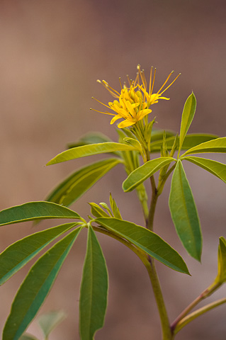 Yellow Beeplant (Cleome lutea). Zion National Park - June 6, 2009.