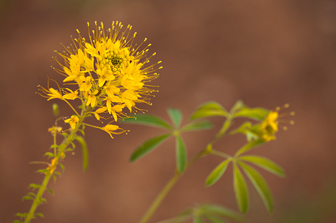 Yellow Beeplant (Cleome lutea). Zion National Park - June 6, 2009.