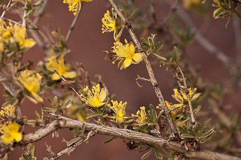 Blackbrush (Coleogyne ramosissima). Zion National Park - May 1, 2010.