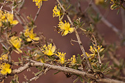 Blackbrush (Coleogyne ramosissima) - Zion National Park