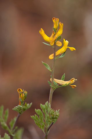 Golden Corydalis (Corydalis aurea). Zion National Park - April 16, 2010.