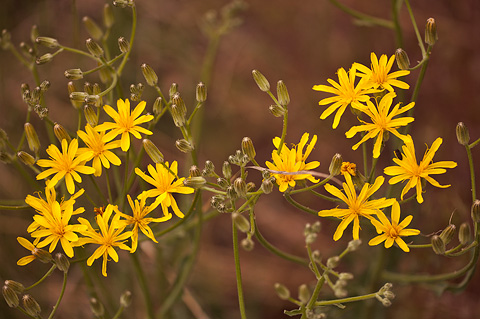 Limestone Hawksbeard (Crepis intermedia). Zion National Park - May 22, 2009.