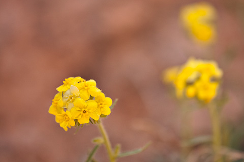 Basin Yellow Cryptantha (Cryptantha confertiflora). Zion National Park - April 24, 2008.