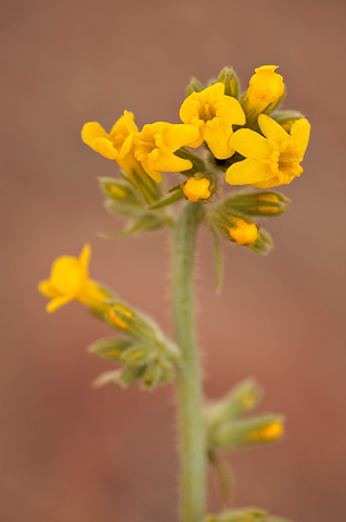 Basin Yellow Cryptantha (Cryptantha confertiflora). Zion National Park - April 4, 2010.