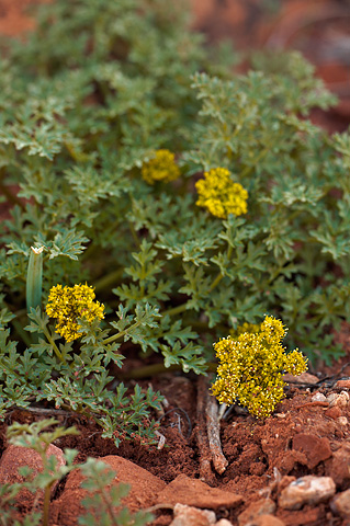 Purple Springparsley (Cymopterus purpureus). Zion National Park - April 2, 2010.