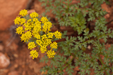 Purple Springparsley (Cymopterus purpureus). Zion National Park - April 16, 2010.
