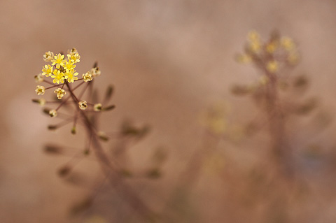 Western Tansymustard (Descurainia pinnata). Zion National Park - April 16, 2010.
