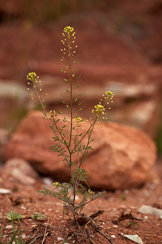 Western Tansymustard (Descurainia pinnata). Zion National Park - April 17, 2010.