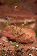 Western Tansymustard (Descurainia pinnata) - Zion National Park