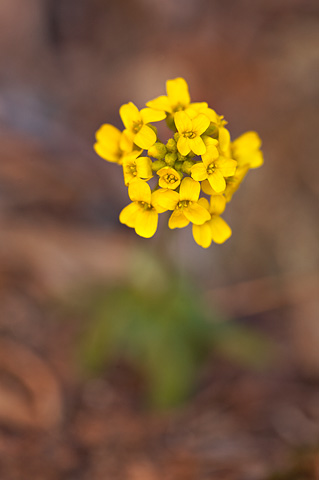 Zion Draba (Draba asprella). Zion National Park - April 9, 2009.