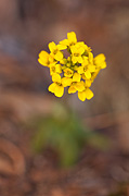 Zion Draba (Draba asprella) - Zion National Park