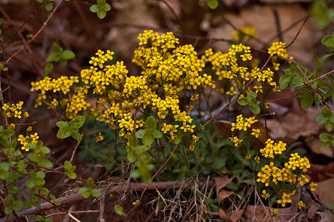 Zion Draba (Draba asprella). Zion National Park - May 2, 2010.