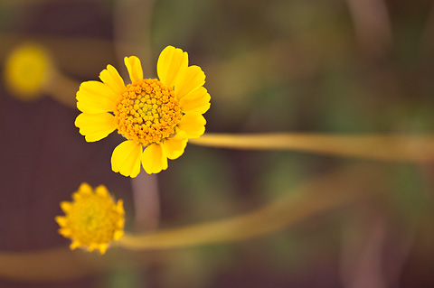 Virgin River Brittlebush (Encelia virginensis). Zion National Park - May 3, 2009.