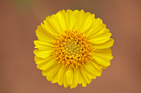 Virgin River Brittlebush (Encelia virginensis). Zion National Park - May 17, 2010.