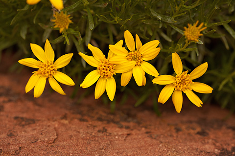 Narrowleaf Goldenbush (Ericameria linearifolia). Zion National Park - May 16, 2010.