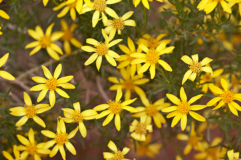 Narrowleaf Goldenbush (Ericameria linearifolia). Zion National Park - May 4, 2009.