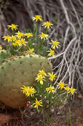 Narrowleaf Goldenbush (Ericameria linearifolia) - Zion National Park