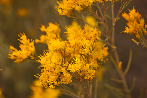 Rubber Rabbitbrush (Ericameria nauseosa). Zion National Park - September 18, 2010.
