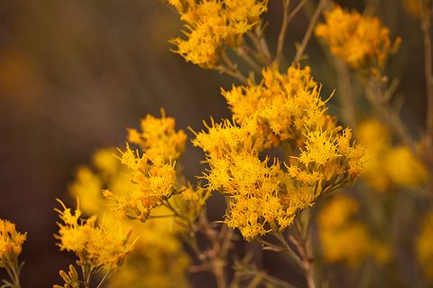 Rubber Rabbitbrush (Ericameria nauseosa). Zion National Park - September 18, 2010.
