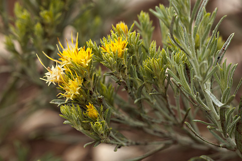 Parry's rabbitbrush (Ericameria parryi). Zion National Park - July 24, 2010.