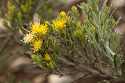 Parry's rabbitbrush (Ericameria parryi) - Zion National Park