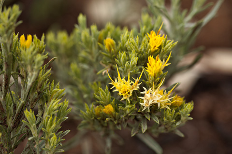 Parry's rabbitbrush (Ericameria parryi). Zion National Park - July 24, 2010.