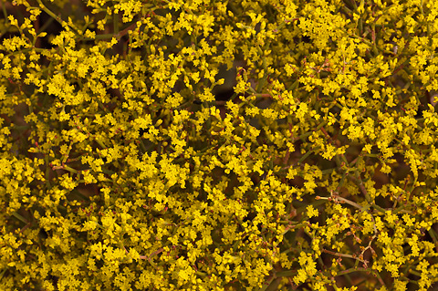 Crispleaf Buckwheat (Eriogonum corymbosum). Zion National Park - September 18, 2010.