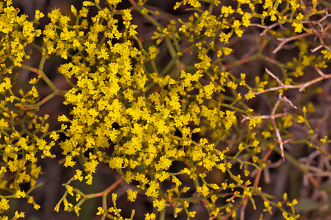 Crispleaf Buckwheat (Eriogonum corymbosum). Zion National Park - September 18, 2010.