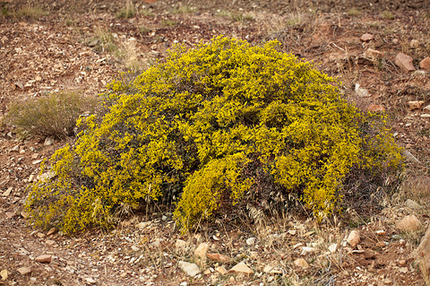 Crispleaf Buckwheat (Eriogonum corymbosum). Zion National Park - October 14, 2010.