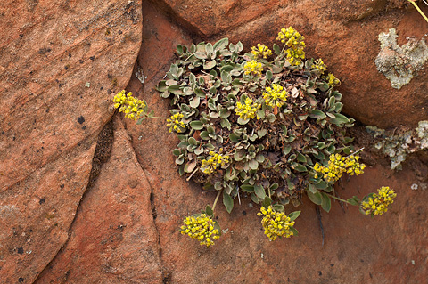 Slickrock Buckwheat (Eriogonum jamesii). Zion National Park - September 4, 2010.