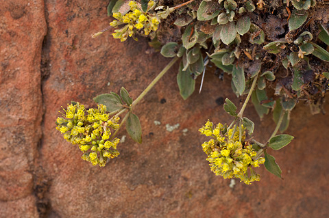 Slickrock Buckwheat (Eriogonum jamesii). Zion National Park - September 4, 2010.
