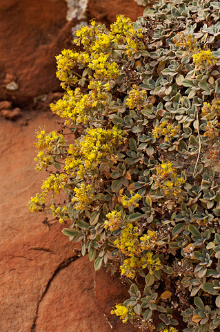 Slickrock Buckwheat (Eriogonum jamesii). Zion National Park - September 4, 2010.
