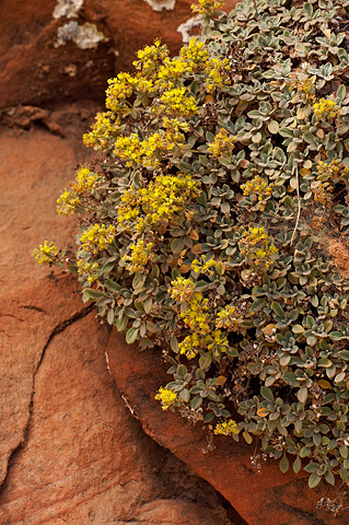 Slickrock Buckwheat (Eriogonum jamesii). Zion National Park - September 4, 2010.