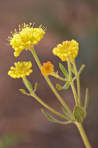 Sulphur Buckwheat (Eriogonum umbellatum). Zion National Park - July 3, 2010.