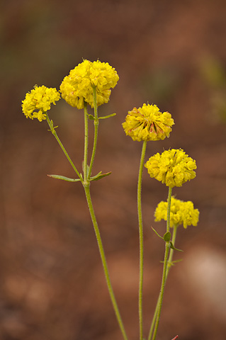Sulphur Buckwheat (Eriogonum umbellatum). Zion National Park - July 24, 2010.